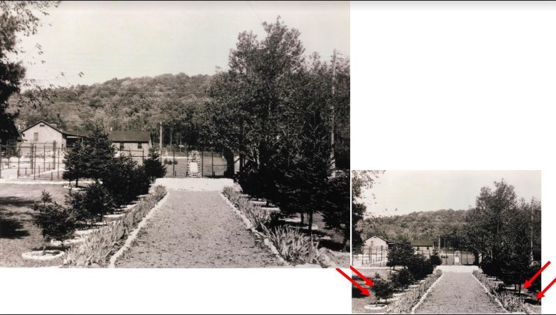 Circa 1943 - Red arrows show the trees that were removed in Feb 2022