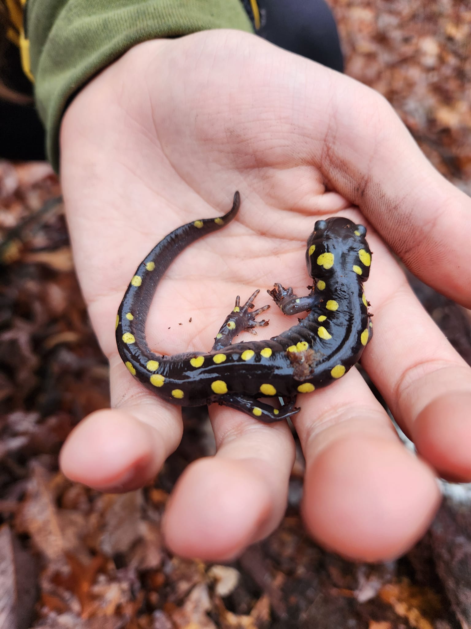 Spotted Salamander by Jen Henry
